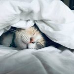 Why Your Sleep Course Routine Keeps Failing—And How to Fix It